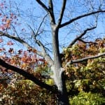 The 41st ING NYC Marathon 2010 (9)